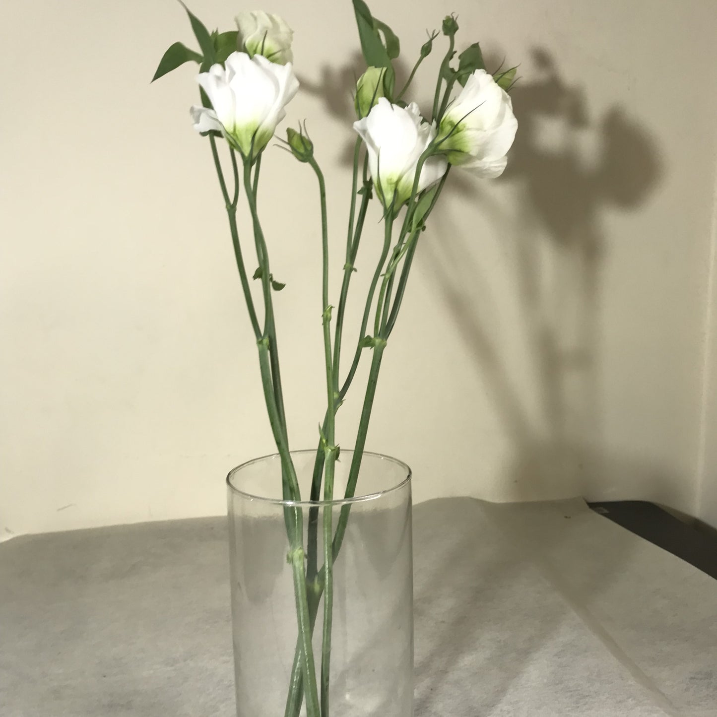 Lisianthus