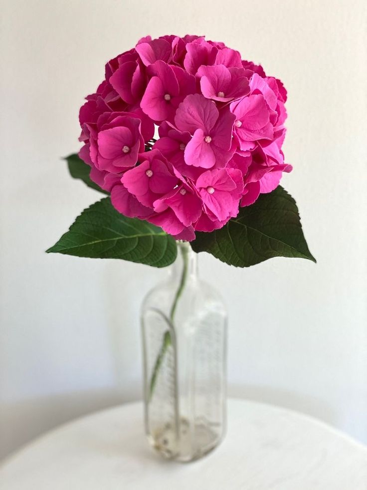 Hydrangea