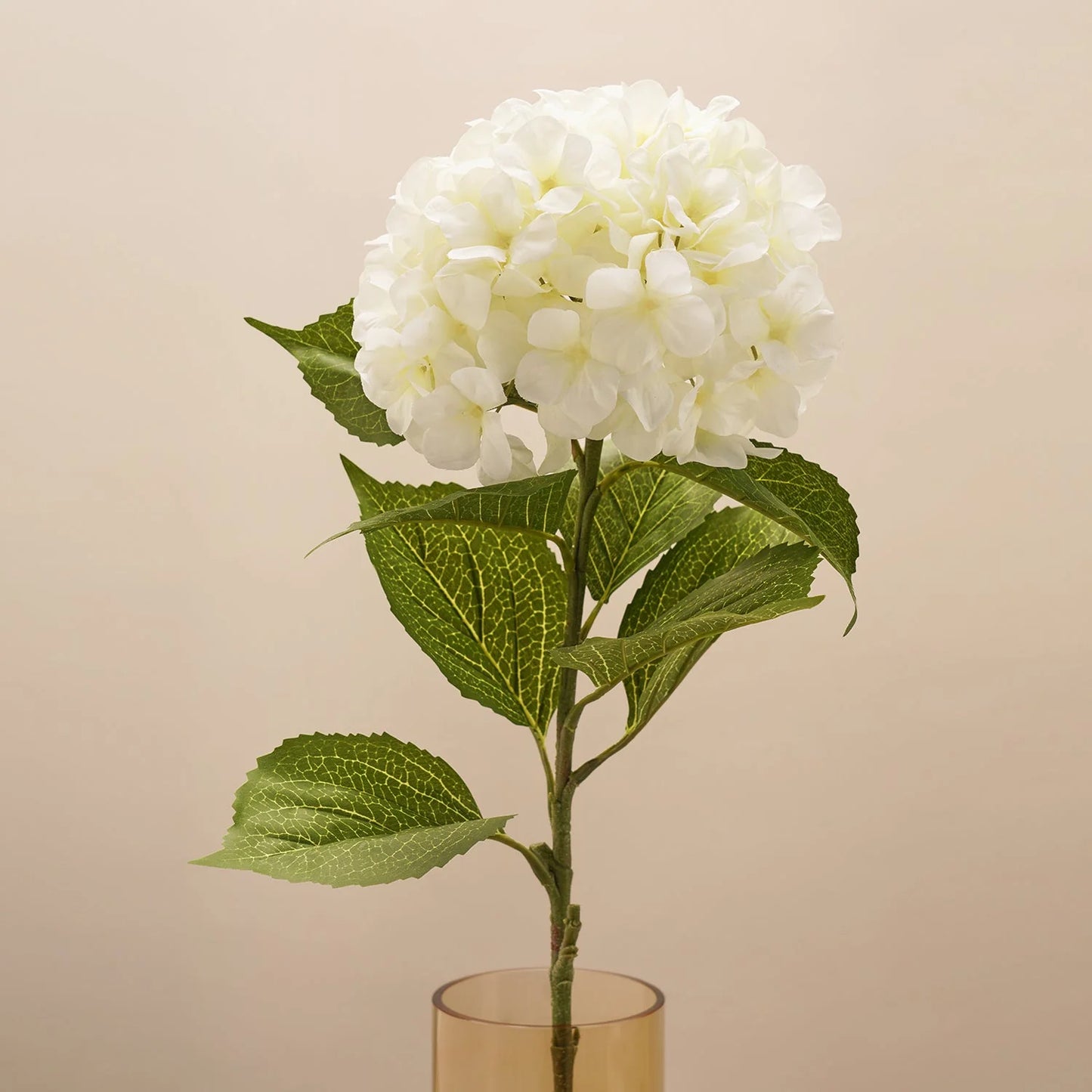 Hydrangea