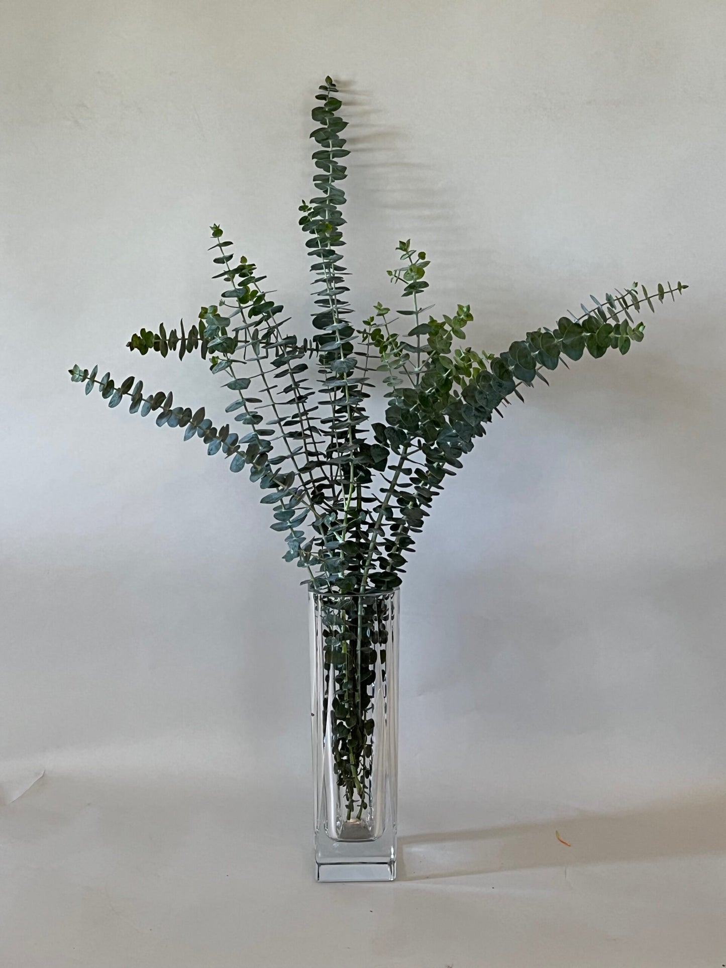 Silver Dollar Eucalyptus