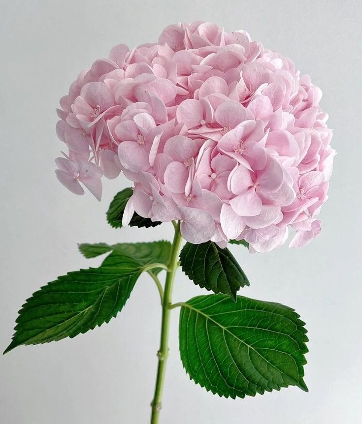 Hydrangea