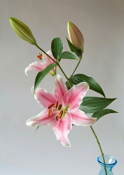Oriental Lily