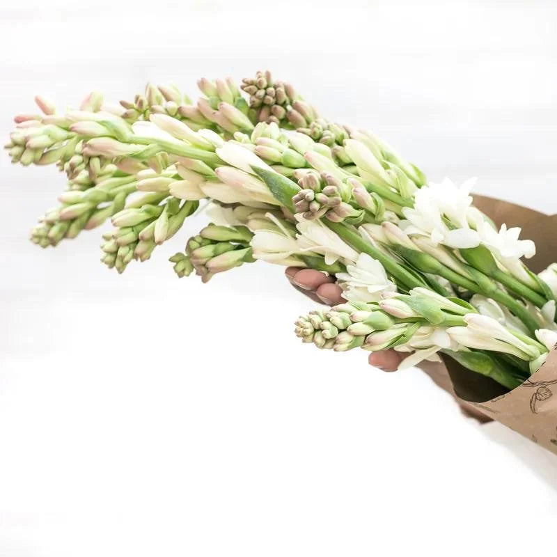 Tuberose (Rajnigandha)