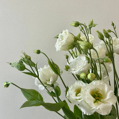 Lisianthus